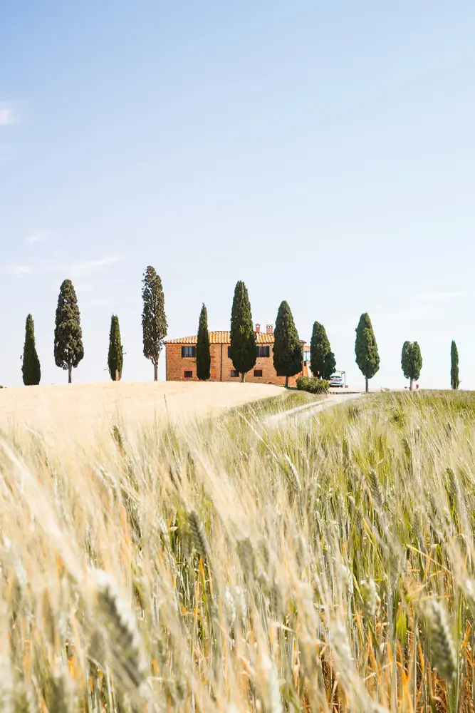 A stone farmhouse and cypresses above a Tuscan wheat field