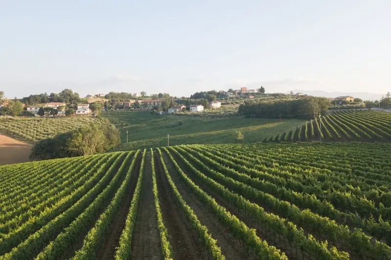 Tastings in the vines